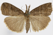 Hypena rostralis