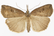 Hypena rostralis