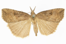 Hypena rostralis