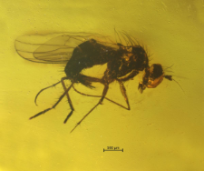 Dolichopodidae