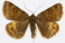 Euclidia glyphica