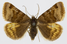 Euclidia glyphica