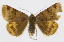 Euclidia glyphica