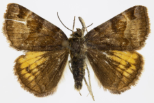 Euclidia glyphica