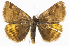 Euclidia glyphica