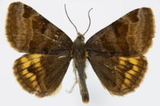 Euclidia glyphica