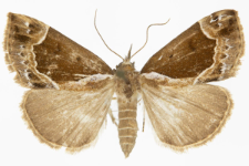 Hypena crassalis