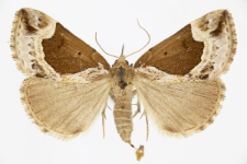 Hypena crassalis