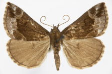 Hypena crassalis