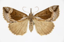 Hypena crassalis