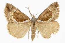 Hypena crassalis