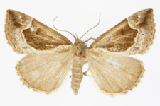 Hypena crassalis