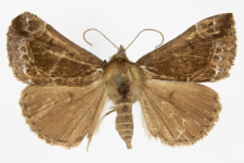 Hypena crassalis