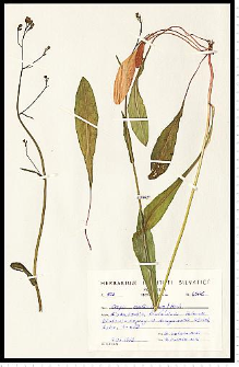 Crepis succisifolia (All.) Tausch
