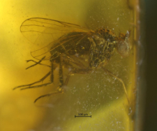 Dolichopodidae