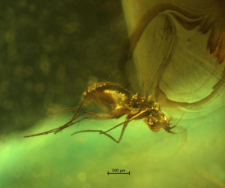 Dolichopodidae