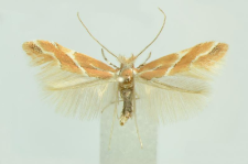 Phyllonorycter millierella (Staudinger, 1871)