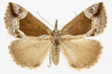 Hypena crassalis