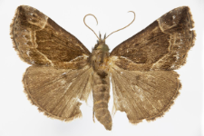 Hypena crassalis