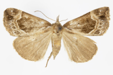 Hypena crassalis