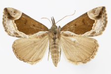 Hypena crassalis