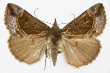 Hypena crassalis