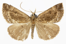 Hypena crassalis