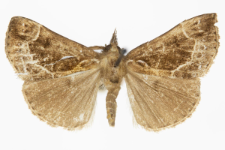 Hypena crassalis