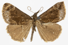 Hypena crassalis