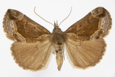 Hypena crassalis