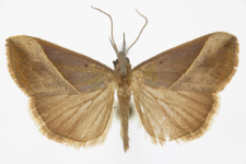 Hypena lividalis