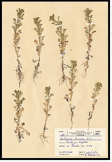Chamomilla suaveolens (Pursh) Rydb.