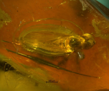 Dolichopodidae