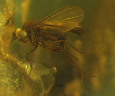 Dolichopodidae