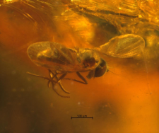 Dolichopodidae