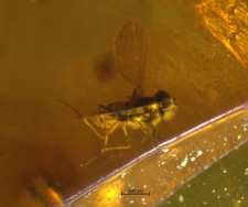 Dolichopodidae