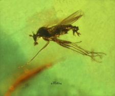 Dolichopodidae