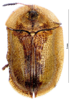 Cassida vibex Linnaeus, 1767