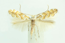 Phyllonorycter helianthemella (Herrich-Schäffer, 1861)