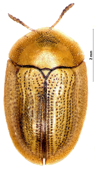 Cassida vittata A. Villiers, 1789