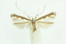 Dialectica scalariella (Zeller, 1850)