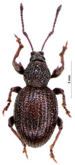 Otiorhynchus ovatus (Linnaeus, 1758)