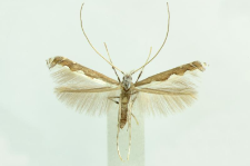 Dialectica scalariella (Zeller, 1850)