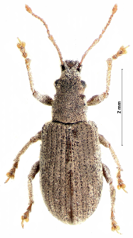 Pseudomyllocerus canescens (E.F. Germar, 1824)