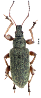 Phyllobius glaucus (I.A. Scopoli, 1763)