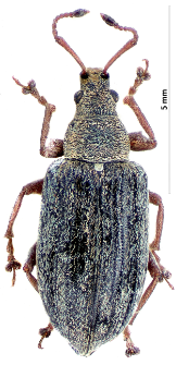 Phyllobius pyri (Linnaeus, 1758)