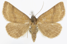 Phytometra viridaria