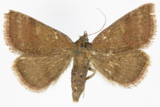 Phytometra viridaria