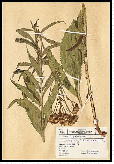 Senecio paludosus L.