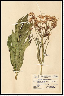 Senecio paludosus L.